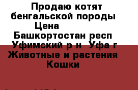 Продаю котят бенгальской породы › Цена ­ 15 000 - Башкортостан респ., Уфимский р-н, Уфа г. Животные и растения » Кошки   